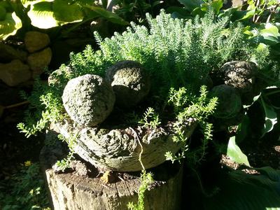 Stone planter with trailing succulent and three round stone spheres on a tree stump