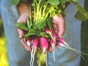 a person holding radishes