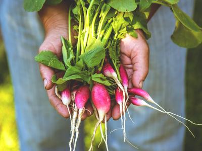 radishes held in a woman's hands