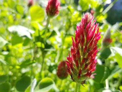 red clover image