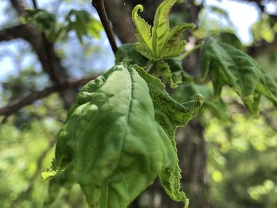 sweet gum leaf curl
