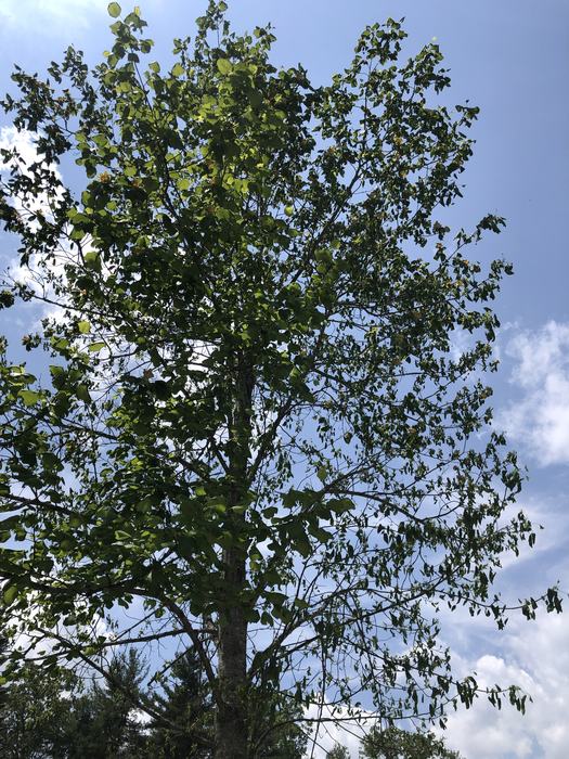 tulip poplar leaf curl