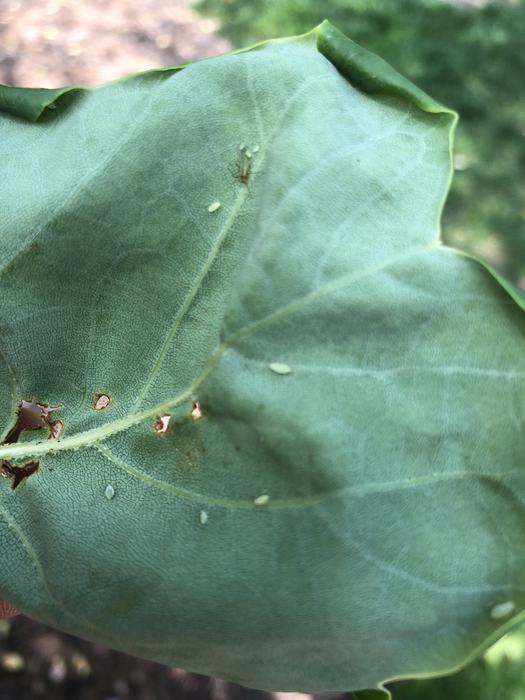 poplar aphid