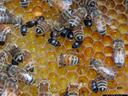 hive beetles