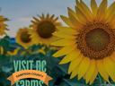 Sunflower Tile