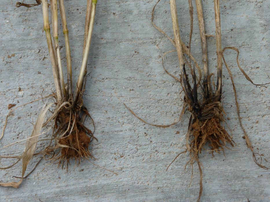 Two uprooted grass clumps with roots and soil on gray concrete surface