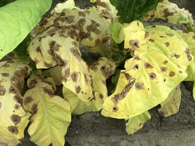 Yellow tobacco leaves with circular brown necrotic leaf spots