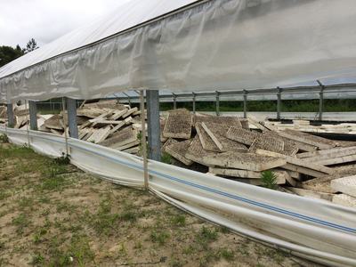 Dirty polystyrene seedling trays stacked inside a low plastic-covered greenhouse