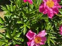 Pink peony flowers with yellow centers and green leaves in sunlight
