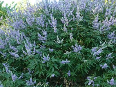 large bush with purple flowers