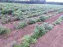 Rows of young plants and weeds growing in tilled soil with a distant treeline