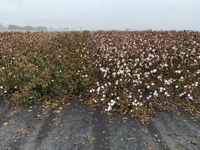 Cotton field with white bolls and brown plants, dirt foreground, overcast sky
