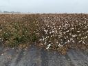 Cotton field with white bolls and brown plants, dirt foreground, overcast sky