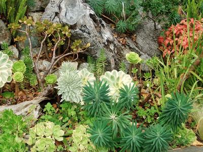 Colorful plants and rocks