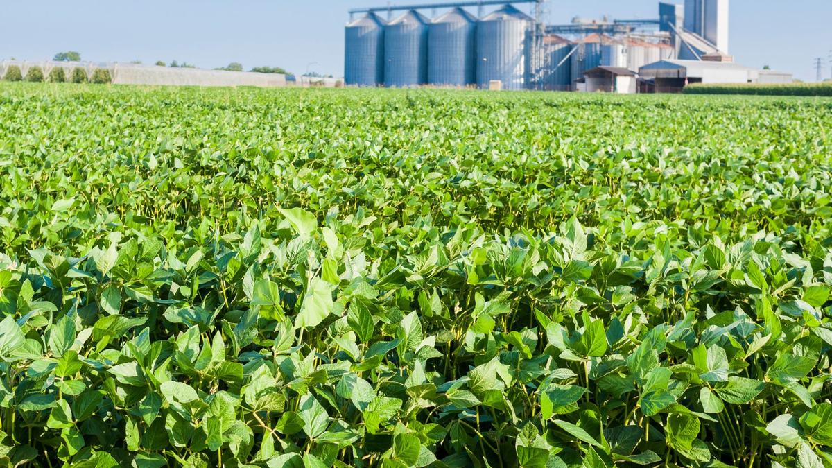 Soybean field, barn and silo