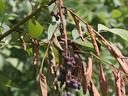 Branch with clusters of shriveled purple berries and dried brown leaves