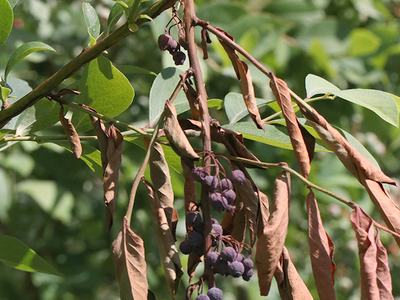 Branch with clusters of shriveled purple berries and dried brown leaves