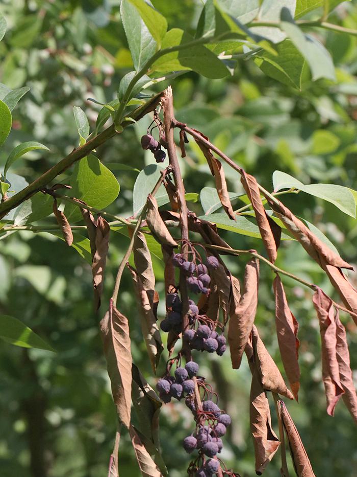 Branch with clusters of shriveled purple berries and dried brown leaves