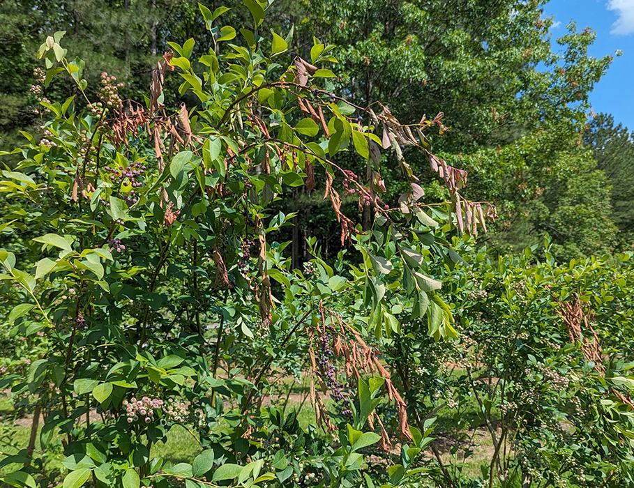 Shrub with clusters of green and purple berries and many dried brown leaves