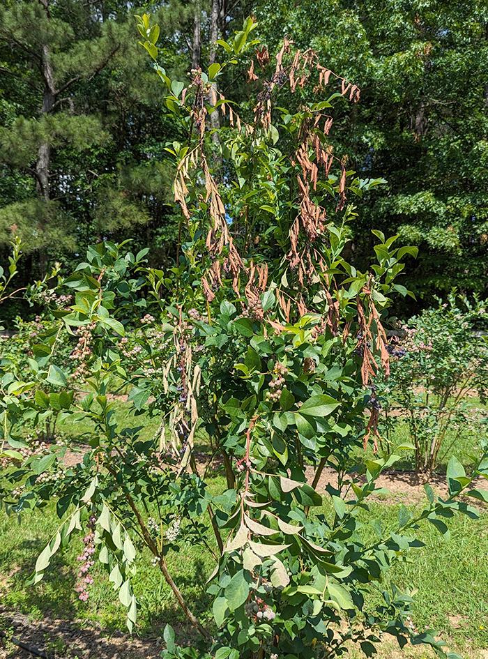 Blueberry bush with clusters of green and pink berries and wilted brown leaves
