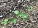 Green vine with multiple leaves chewed by insects among dry twigs and bare soil