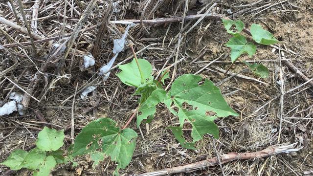 Green vine with multiple leaves chewed by insects among dry twigs and bare soil