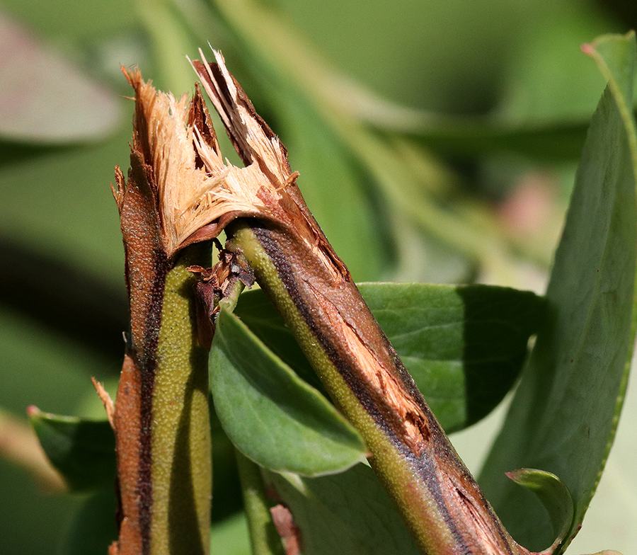 Broken woody stem split lengthwise, exposing splintered inner wood and adjacent green leaves