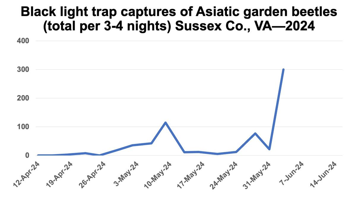 Black Light trap captures of Asiatic garden beetles over time, showing a spike at the end of May