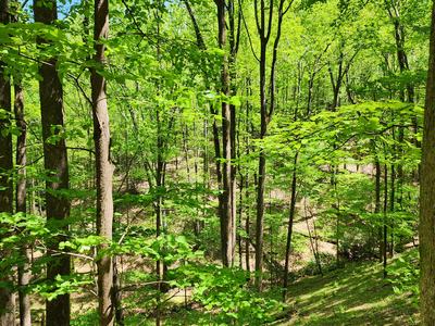 Trees with green leaves