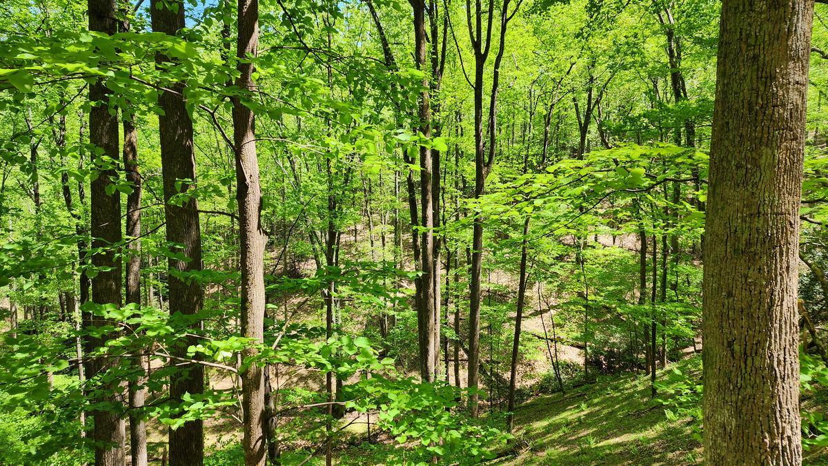 Trees with green leaves