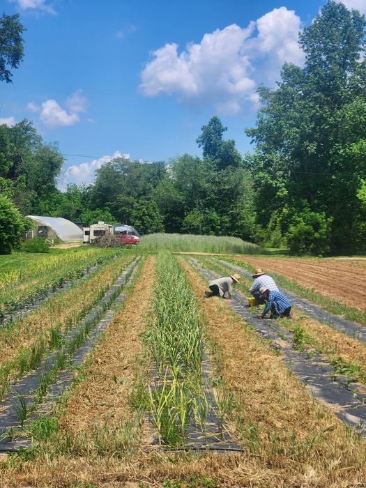 people planting Chinese medicinal herbs in a field