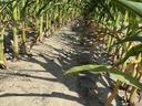 The ground between rows of corn, with stalks on each side.