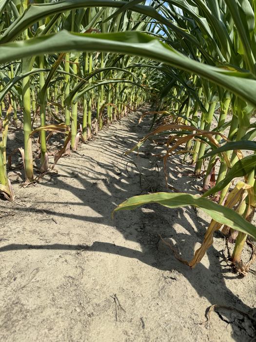 The ground between rows of corn, with stalks on each side.
