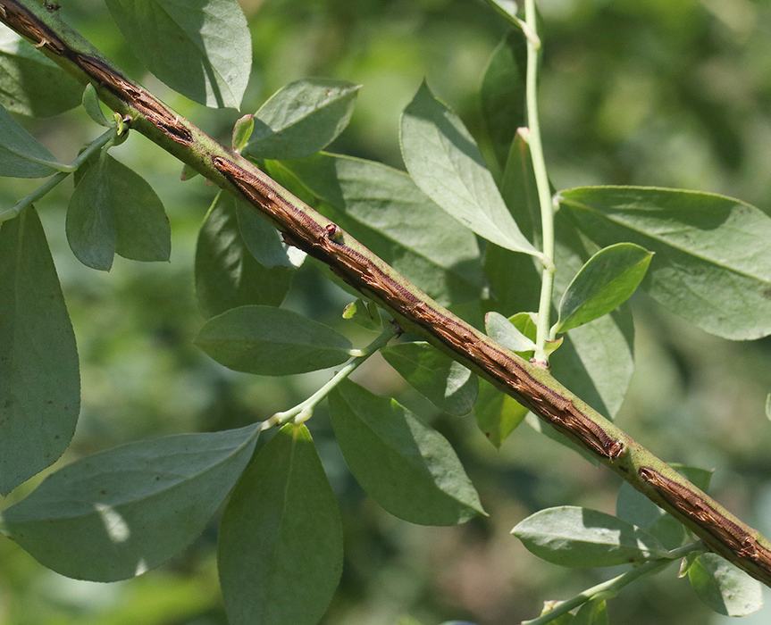 Diagonal green stem with long brown peeling bark and oval leaves