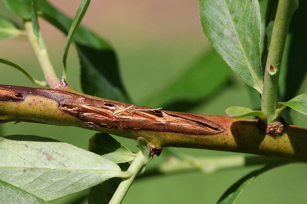Shrub stem with elongated bark split revealing fibrous inner wood