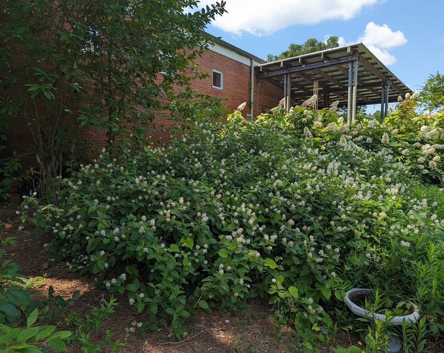 Dense shrubs with white flower clusters covering ground before a brick building and covered wooden patio