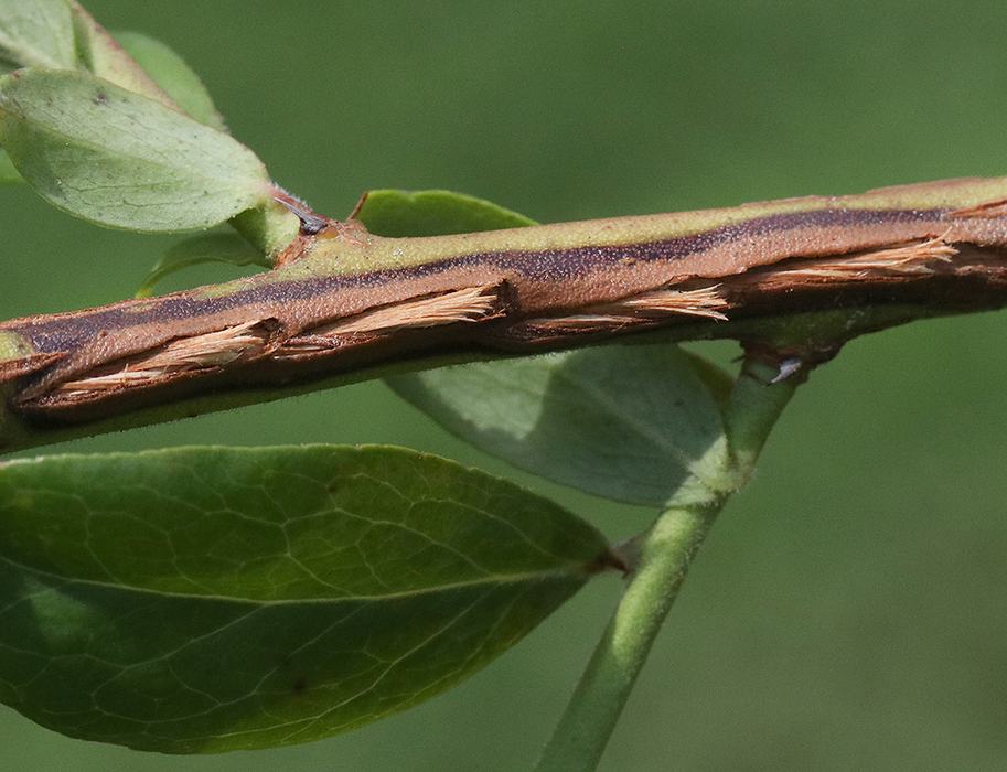Twig with longitudinal bark split exposing fibrous inner wood and leaves