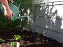 Middle school gardener watering in native plant seedlings