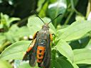 Squash Vine Borer adult