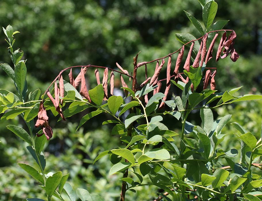 Shrub branch with green leaves and a row of dried, brown, curled leaflets