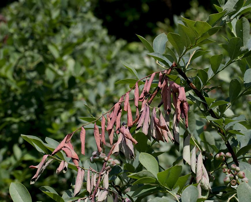 Branch with pinkish dried seed pods among green leaves and small round berries