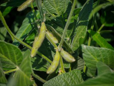 Green fuzzy soybean pods hanging among large green leaves
