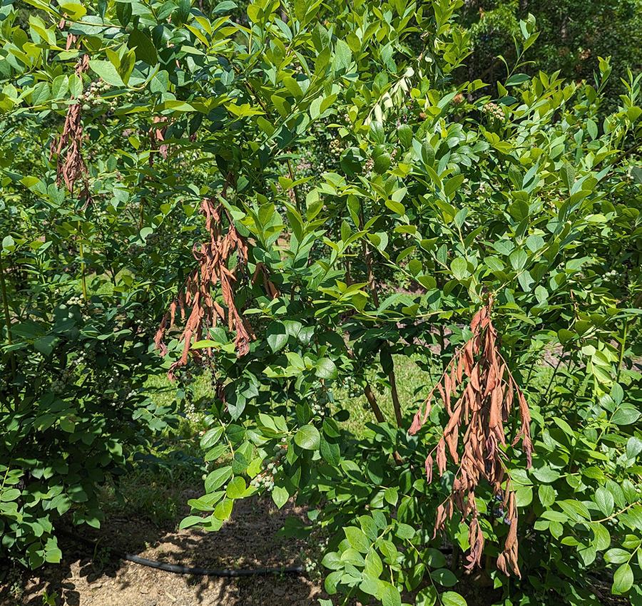 Shrub with hanging clusters of brown dead leaves among green foliage and small berries