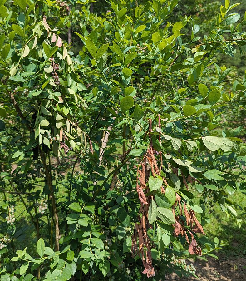 Green shrub with clusters of small unripe berries and a drooping stem of dead brown leaves