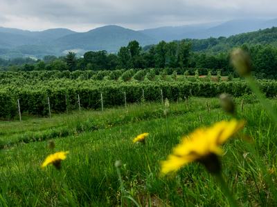 Mountain view with apple orchard
