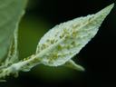 Aphids on leaf