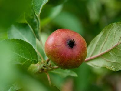 Apple with codling moth damage