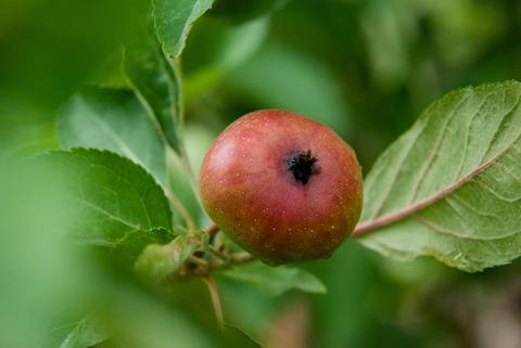 Apple-pest_lep_CM 140623 022