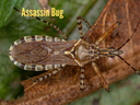 Assassin Bug