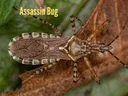 Assassin Bug